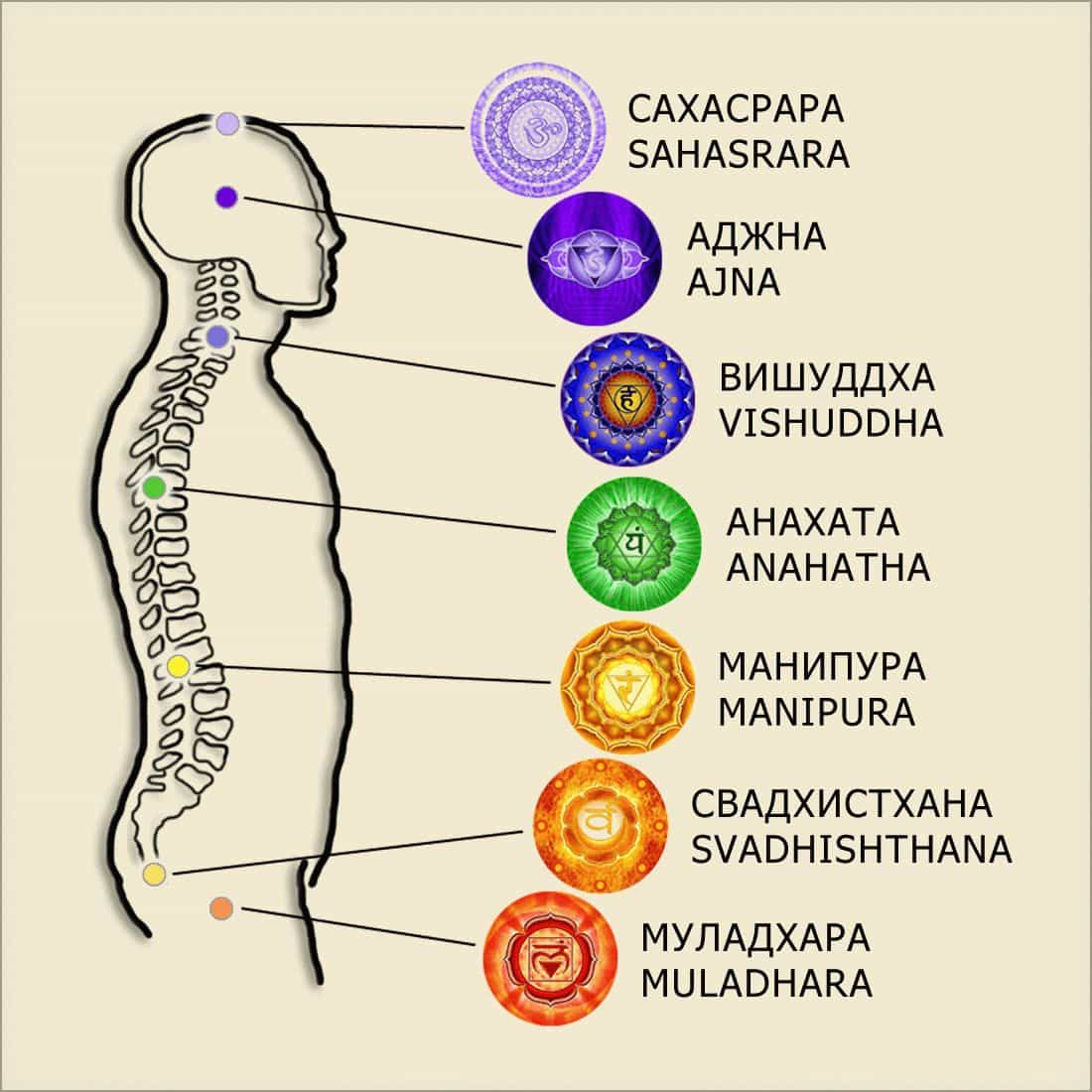 Чакры — это семь энергетических центров человека, которые принимают, накапливают и распределяют тонкие земную и космическую энергии. Нарушения в работе чакр часто приводят к проблемам и разного рода болезням. Чакры расположены в местах крупных нервных сплетений. Каждая чакра имеет свое название и имеет свое предназначение: Муладхара, Свадхистана, Манипура, Анахата, Вишудха, Аджна, Сахасрара. Ниже прочтите их краткое описание...